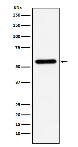 Anti-Liver Carboxylesterase 1 Rabbit Monoclonal Antibody