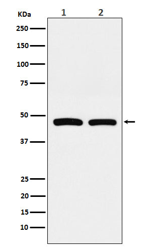 Anti-FDFT1 Rabbit Monoclonal Antibody