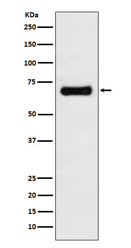 Anti-GRASP65 Rabbit Monoclonal Antibody