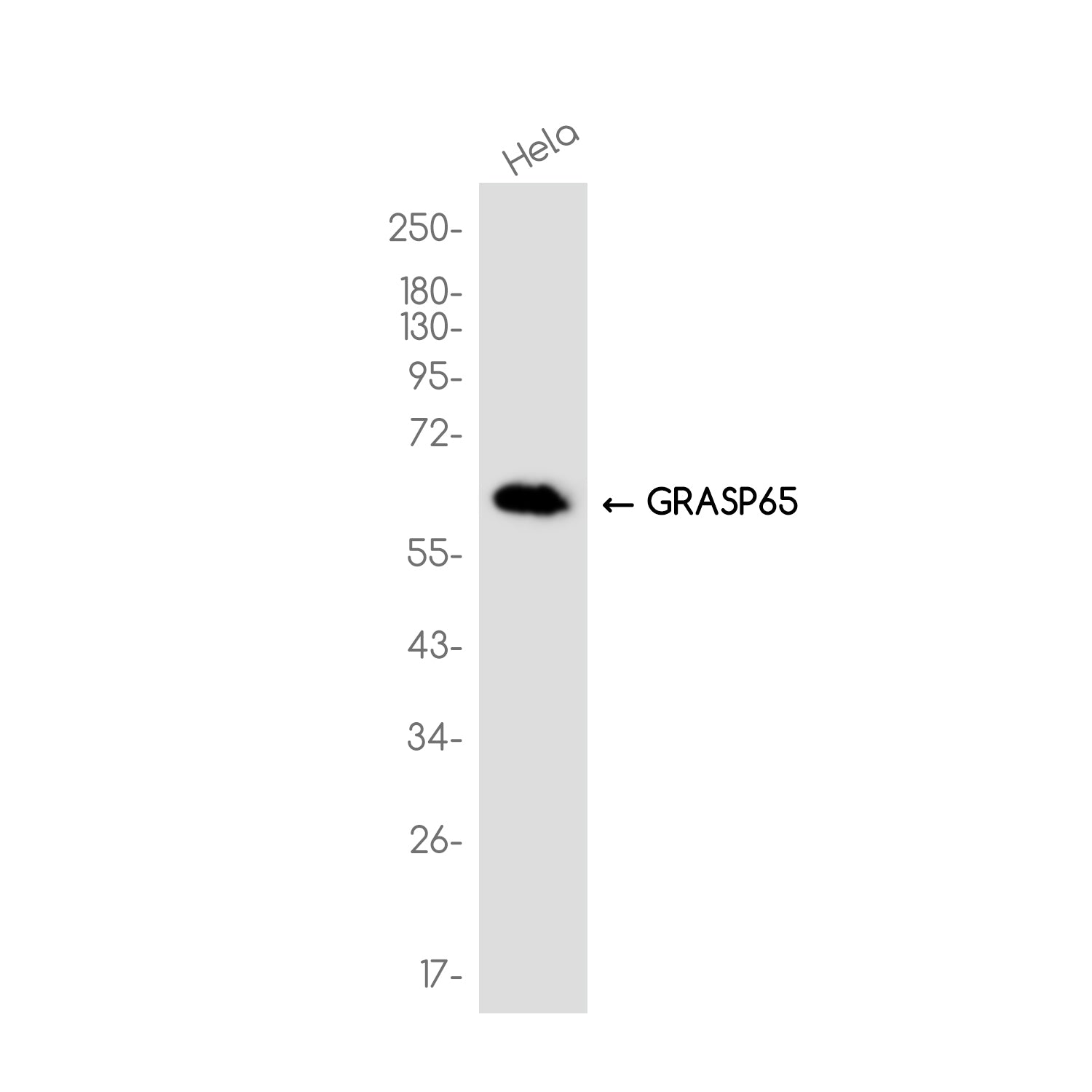 Anti-GRASP65 Rabbit Monoclonal Antibody