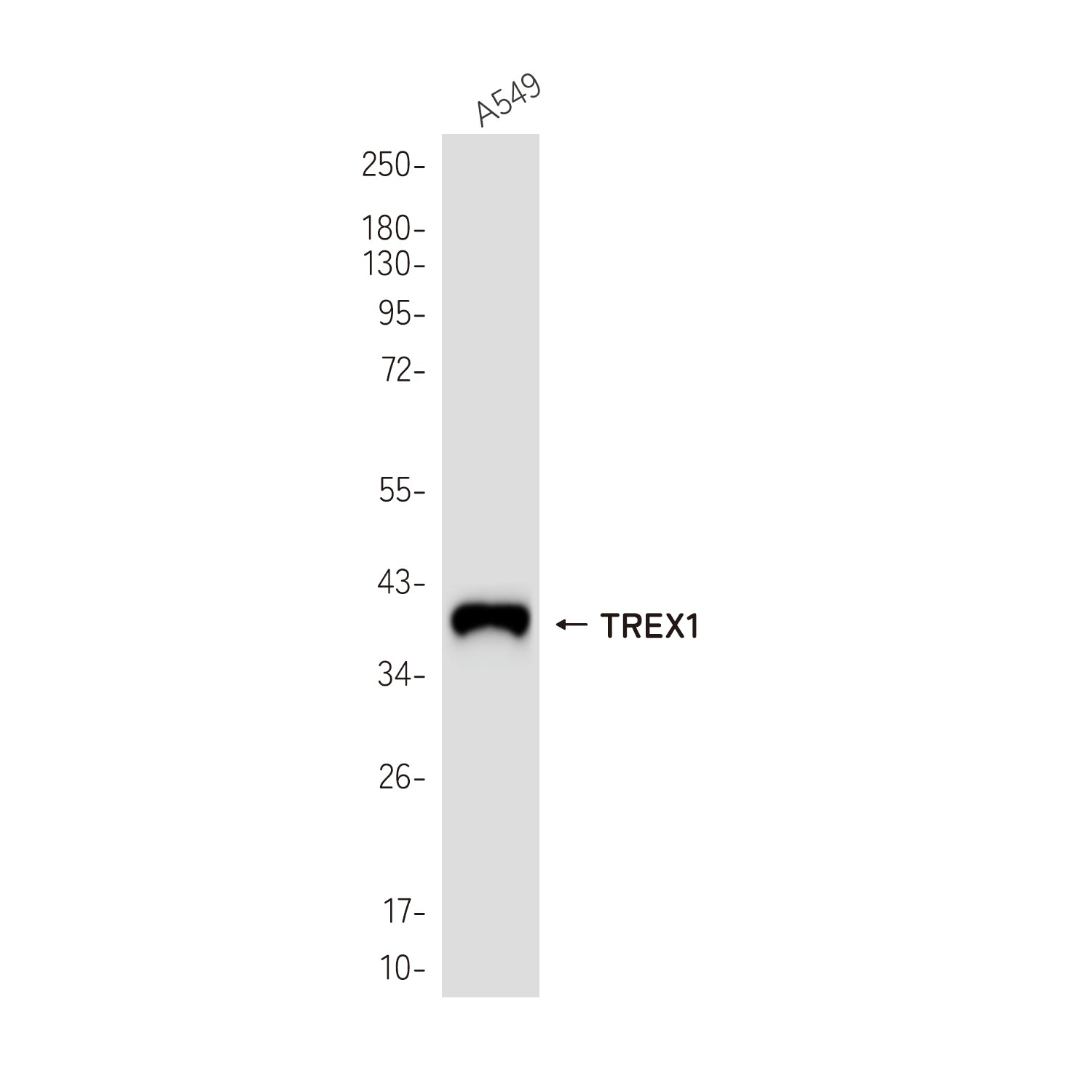 Anti-TREX1 Rabbit Monoclonal Antibody