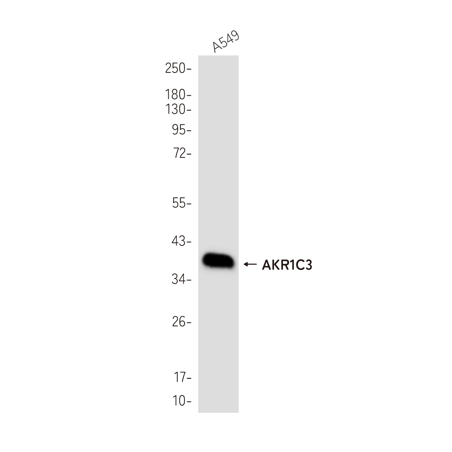 Anti-AKR1C3 Rabbit Monoclonal Antibody