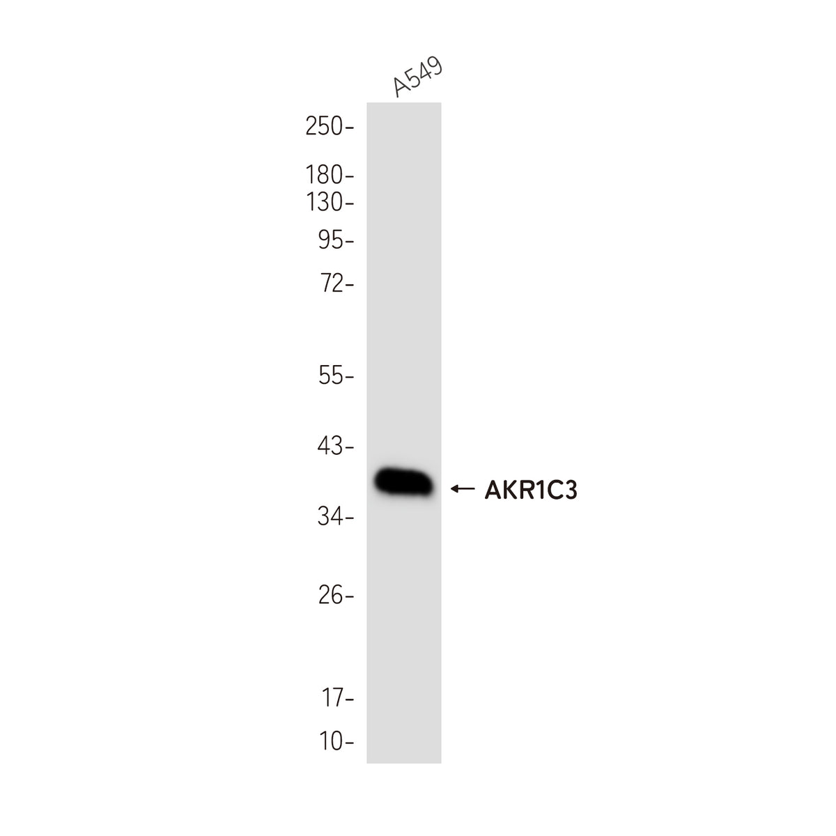 Anti-AKR1C3 Rabbit Monoclonal Antibody