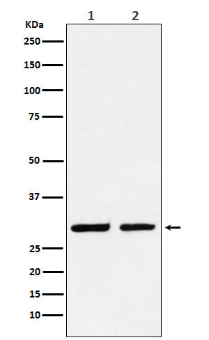 Anti-DLX5 Rabbit Monoclonal Antibody