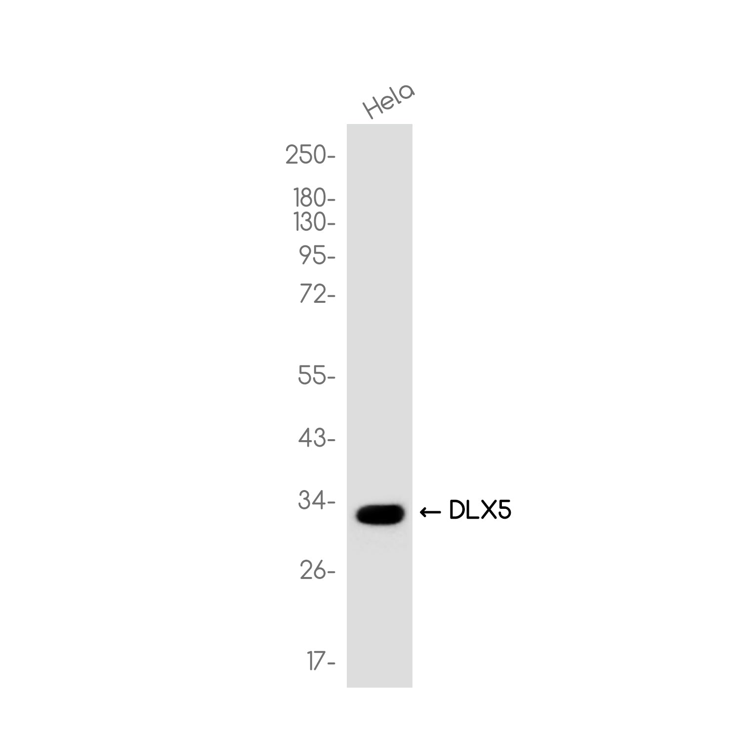 Anti-DLX5 Rabbit Monoclonal Antibody