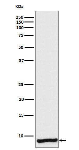 Anti-ApoC1 Rabbit Monoclonal Antibody