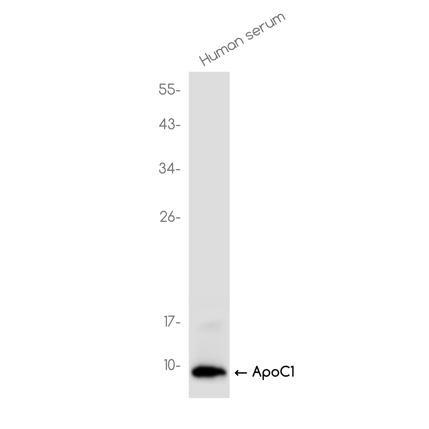 Anti-ApoC1 Rabbit Monoclonal Antibody