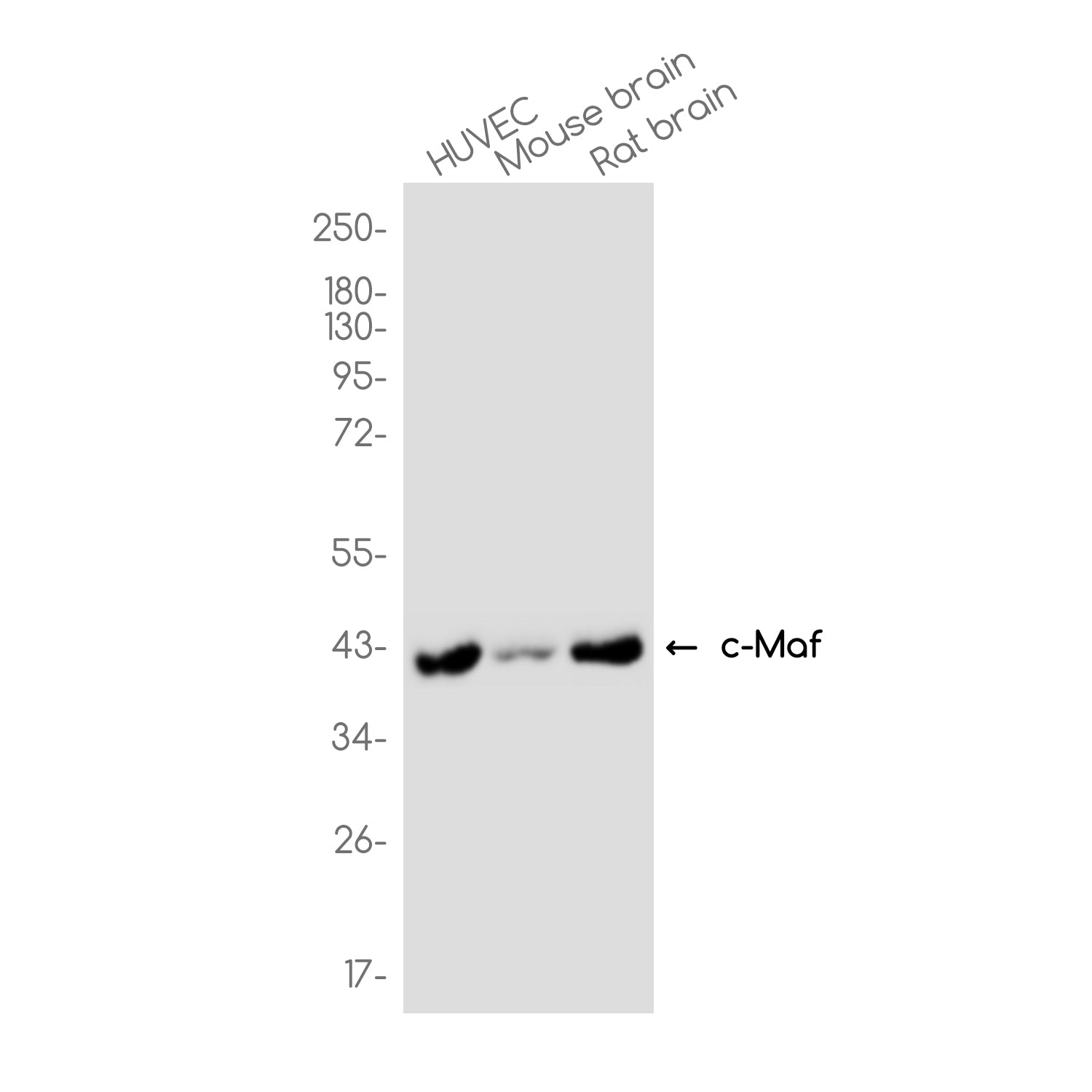 Anti-c-Maf Rabbit Monoclonal Antibody
