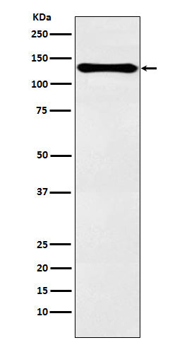 Anti-PER2 Rabbit Monoclonal Antibody