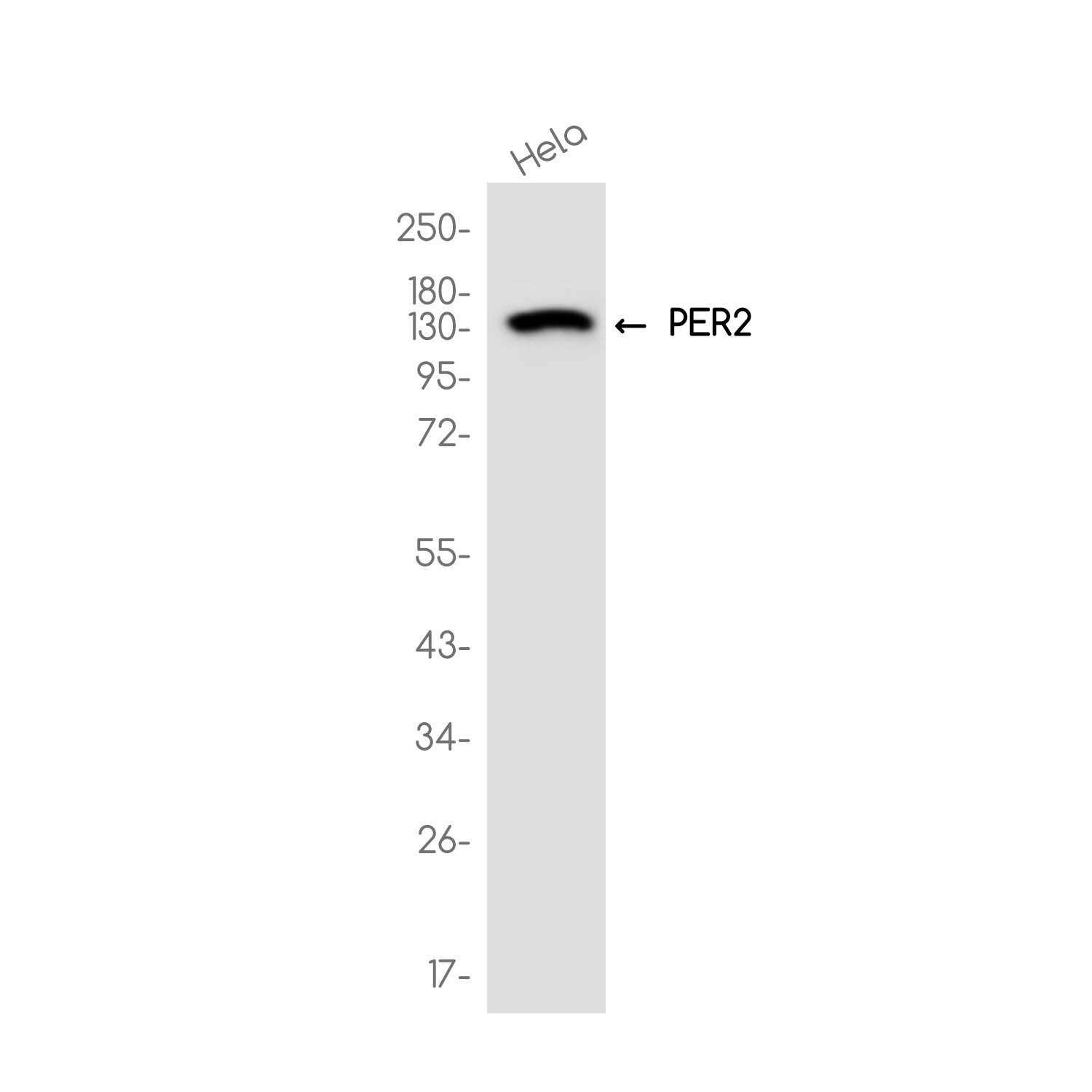 Anti-PER2 Rabbit Monoclonal Antibody