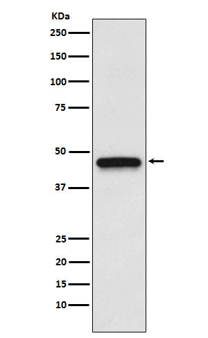 Anti-EDG3 Rabbit Monoclonal Antibody