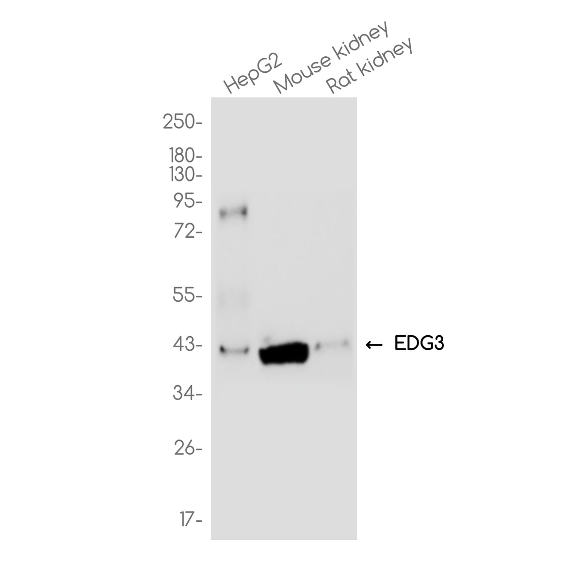 Anti-EDG3 Rabbit Monoclonal Antibody
