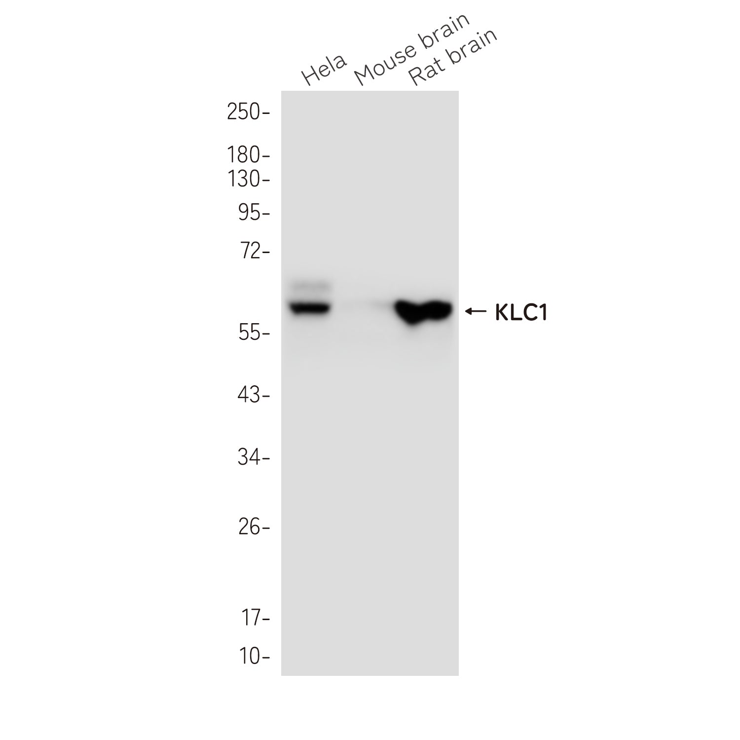 Anti-KLC1 Rabbit Monoclonal Antibody