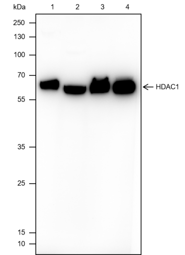 Anti-HDAC1 Rabbit Monoclonal Antibody