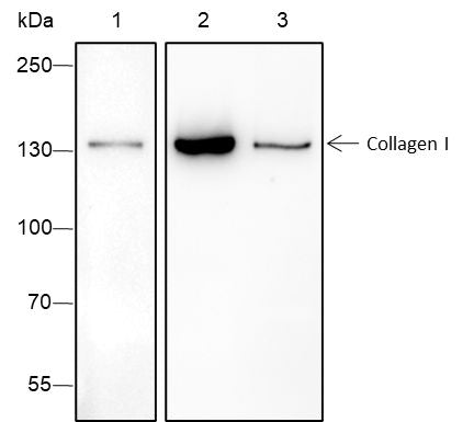 Anti-Collagen I alpha 1 Rabbit Monoclonal Antibody