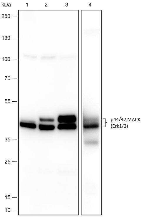 Anti-p44/42 MAPK (Erk1/2) Rabbit Monoclonal Antibody