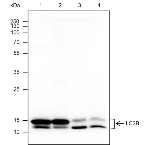 Anti-LC3B Rabbit Monoclonal Antibody