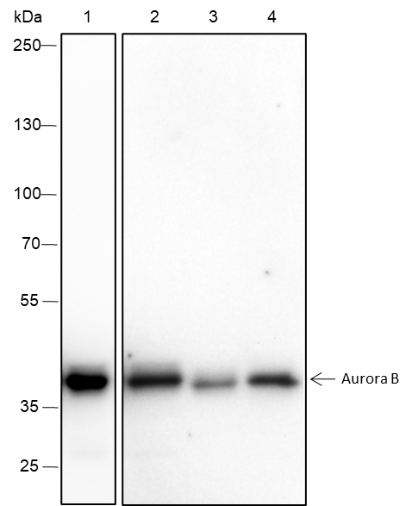 Anti-Aurora B Rabbit Monoclonal Antibody
