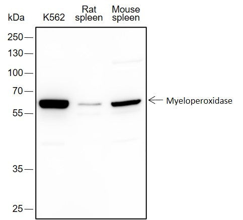 Anti-Myeloperoxidase Rabbit Monoclonal Antibody