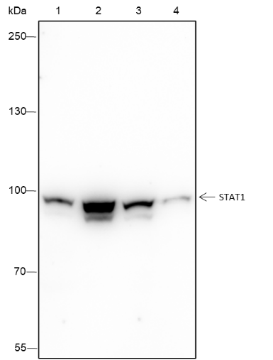 Anti-STAT1 Rabbit Monoclonal Antibody