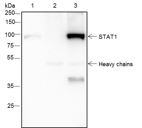 Anti-STAT1 Rabbit Monoclonal Antibody
