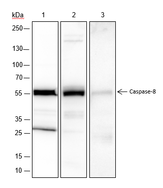 Anti-Caspase-8 Rabbit Monoclonal Antibody