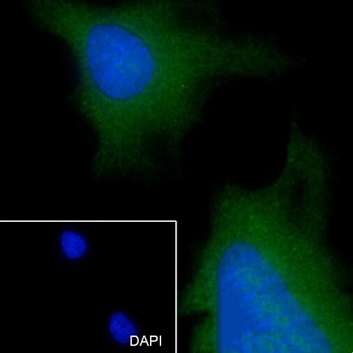 Anti-Caspase-8 Rabbit Monoclonal Antibody