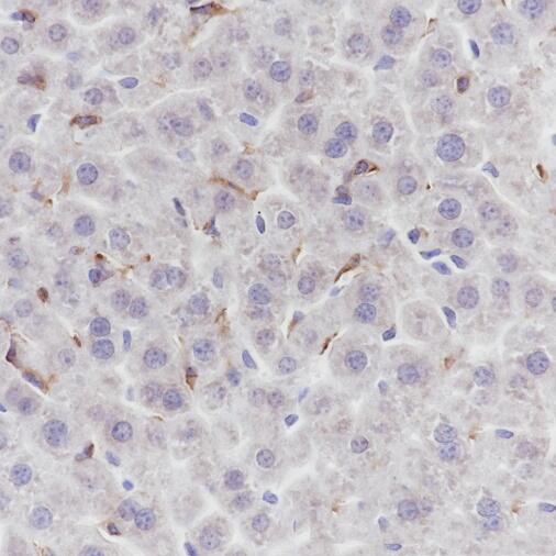 Anti-F4/80 Rabbit Monoclonal Antibody