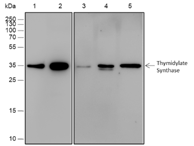 Anti-Thymidylate Synthase Rabbit Monoclonal Antibody