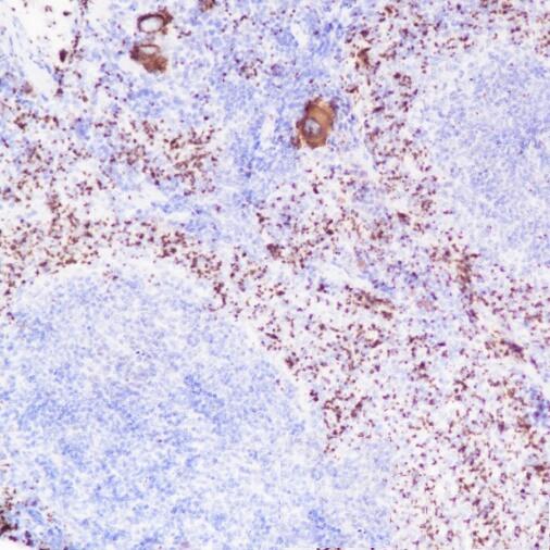 Anti-CD42b Rabbit Monoclonal Antibody