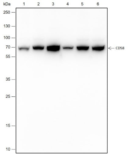 Anti-CD58 Rabbit Monoclonal Antibody