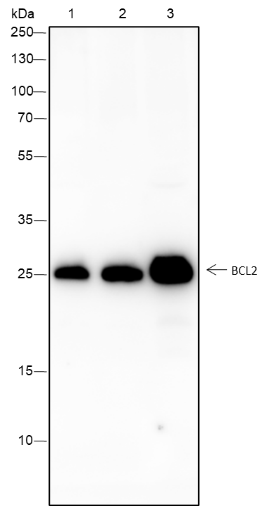 Anti-Bcl2 Rabbit Monoclonal Antibody