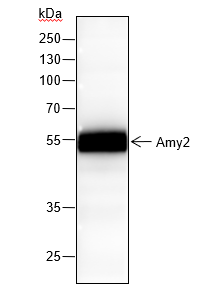 Anti-Amy2 Rabbit Monoclonal Antibody