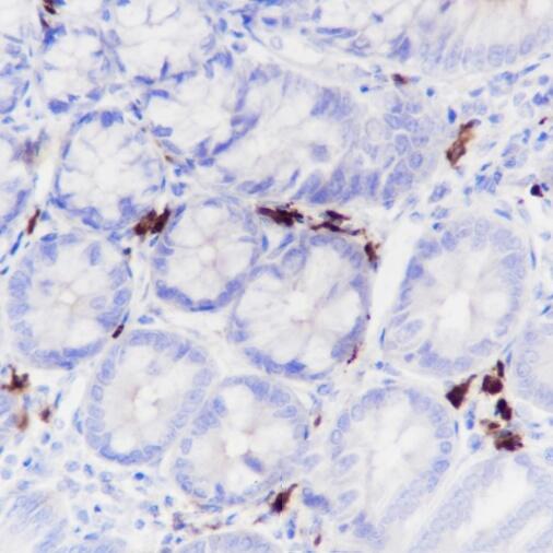 Anti-J-chain Rabbit Monoclonal Antibody