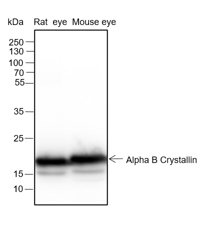 Anti-Alpha B Crystallin Rabbit Monoclonal Antibody