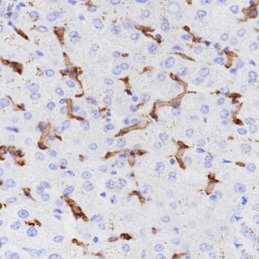 Anti-CD16a Rabbit Monoclonal Antibody