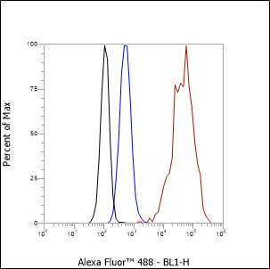 Anti-Keratin 15 Rabbit Monoclonal Antibody