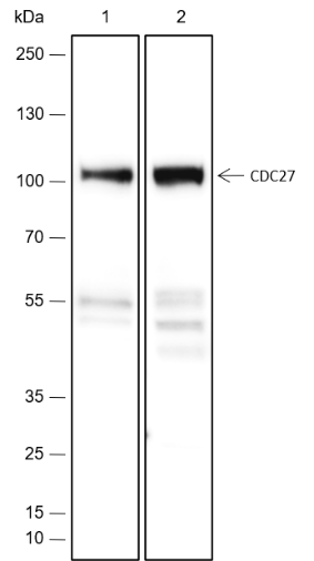 Anti-CDC27 Rabbit Monoclonal Antibody