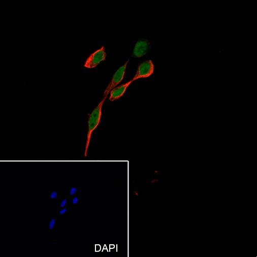 Anti-CDC27 Rabbit Monoclonal Antibody