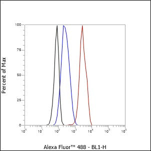 Anti-CDC27 Rabbit Monoclonal Antibody