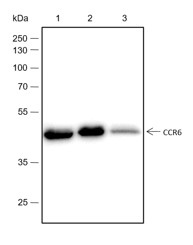 Anti-CCR6 Rabbit Monoclonal Antibody