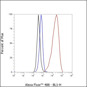 Anti-LOX1 Rabbit Monoclonal Antibody