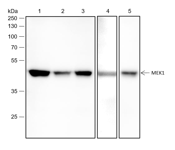 Anti-MEK1 Rabbit Monoclonal Antibody