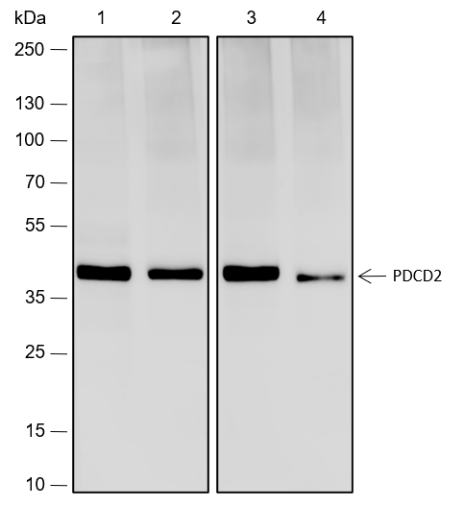 Anti-PDCD2 Rabbit Monoclonal Antibody