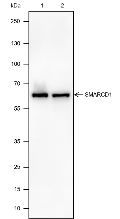Anti-SMARCD1 Rabbit Monoclonal Antibody
