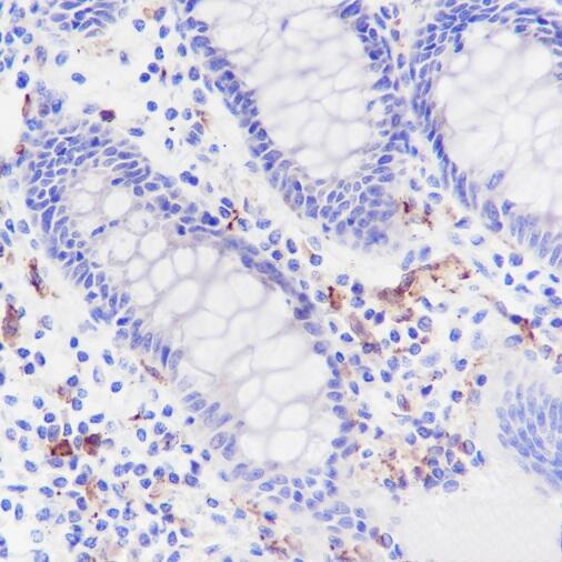Anti-CD169 Rabbit Monoclonal Antibody