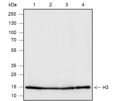 Anti-Histone H3 Rabbit Monoclonal Antibody
