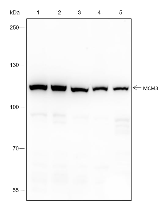 Anti-MCM3 Rabbit Monoclonal Antibody