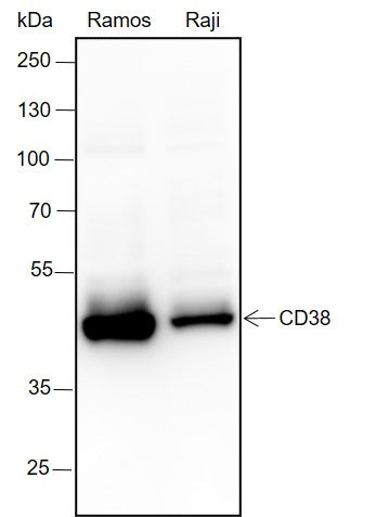 Anti-CD38 Rabbit Monoclonal Antibody