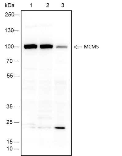 Anti-MCM5 Rabbit Monoclonal Antibody